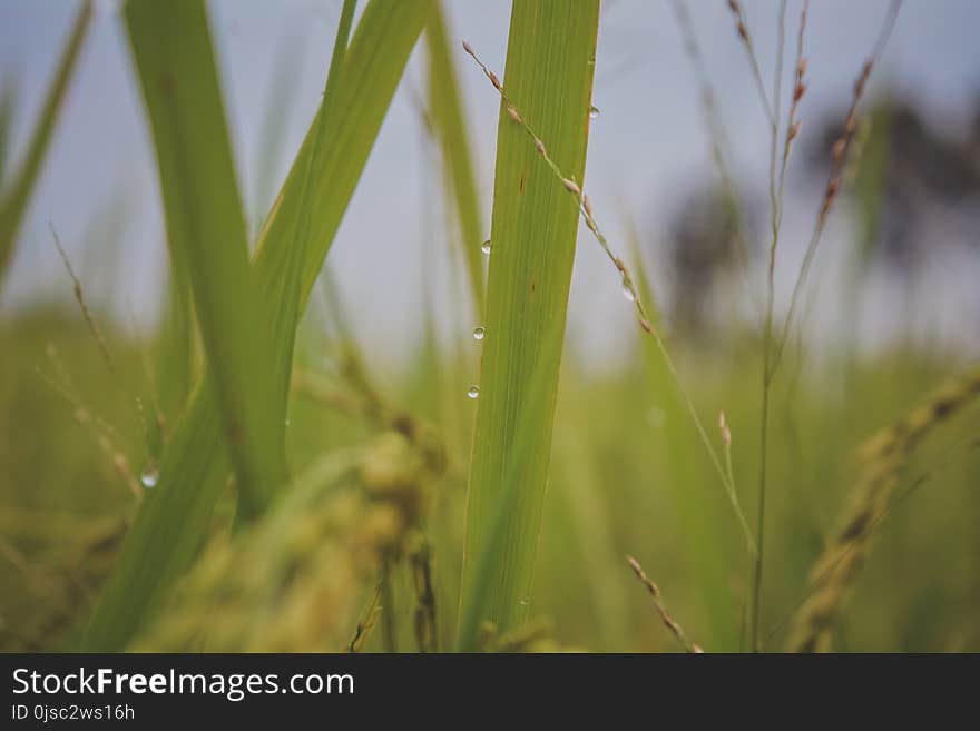 Water, Vegetation, Grass, Grass Family