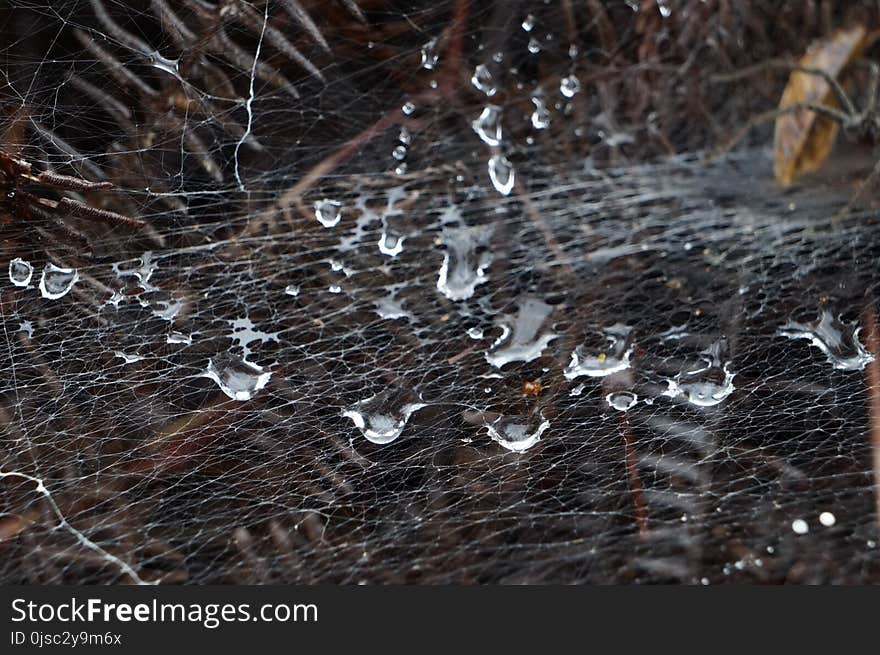 Water, Spider Web, Freezing, Reflection