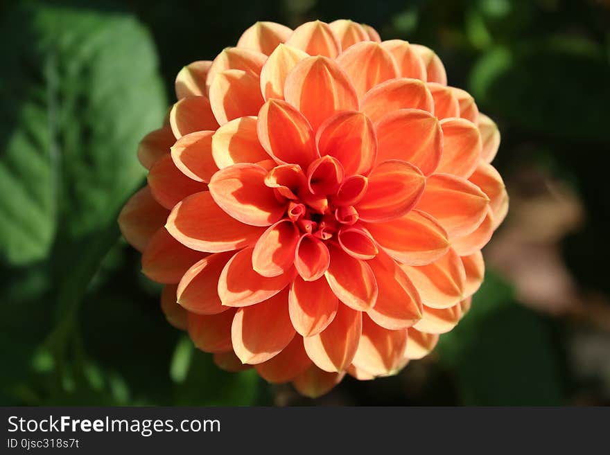 Flower, Plant, Dahlia, Flowering Plant