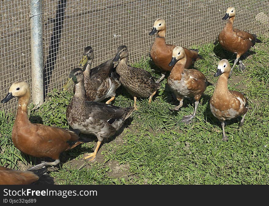 Duck, Fauna, Bird, Water Bird