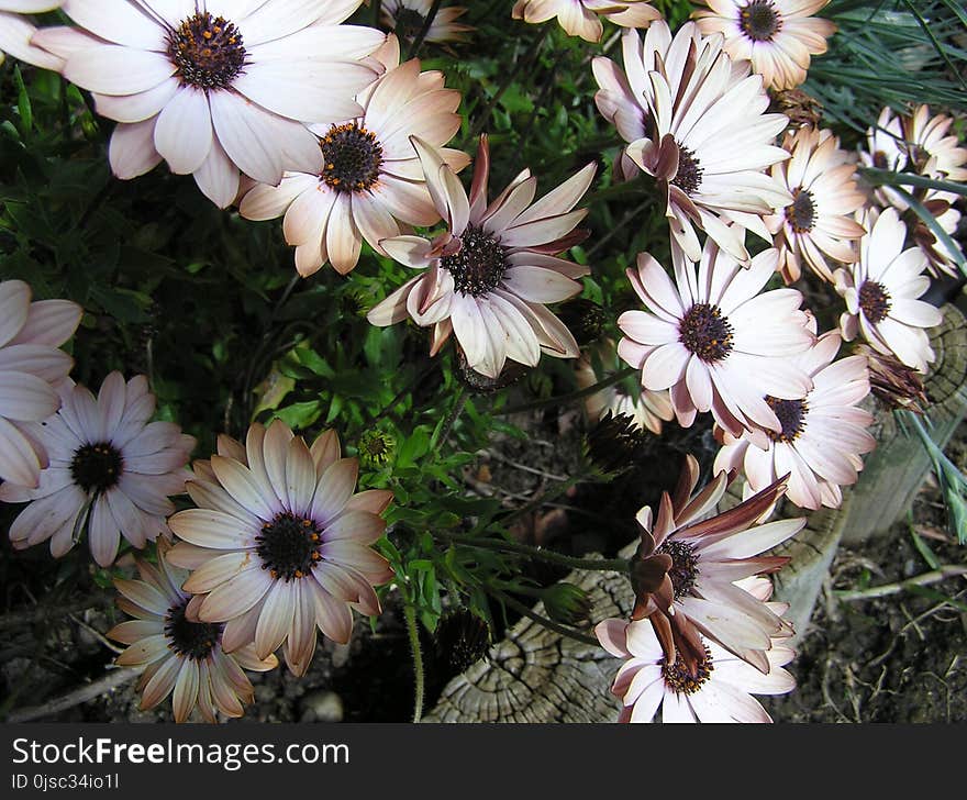 Flower, Plant, Flora, Flowering Plant