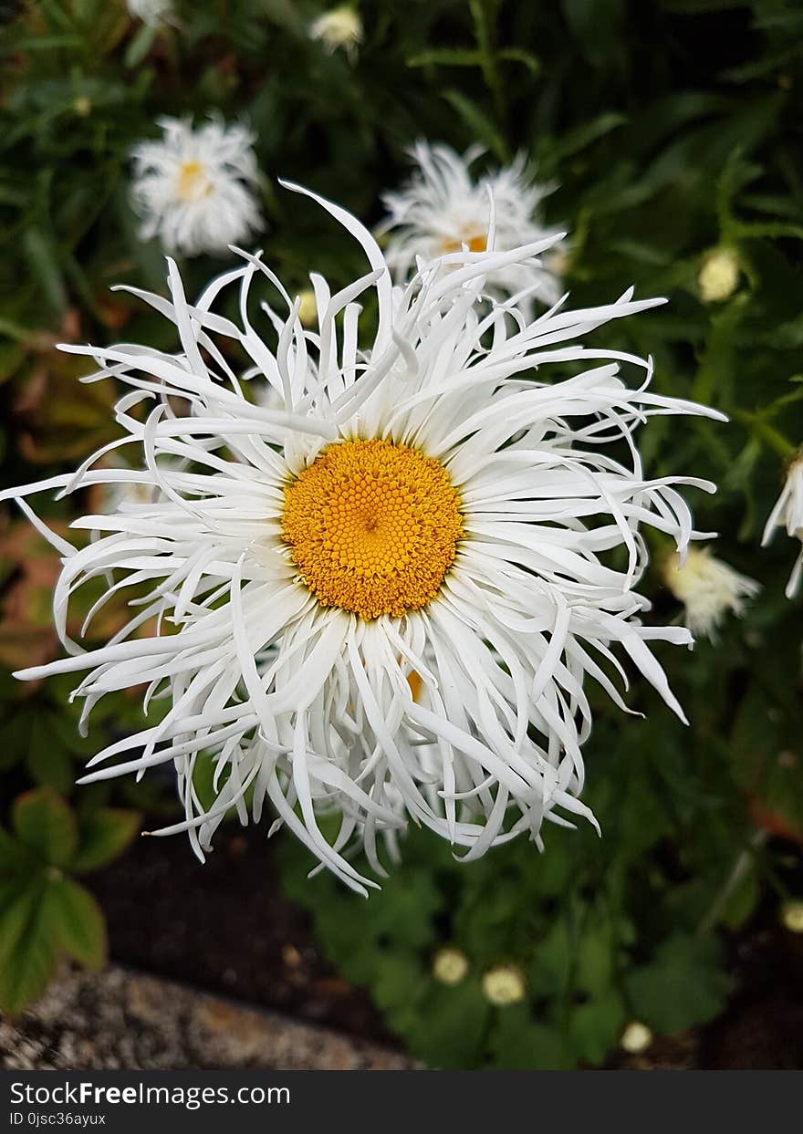 Flower, Oxeye Daisy, Plant, Flowering Plant