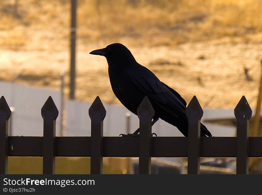 Bird, Crow Like Bird, Crow, Beak