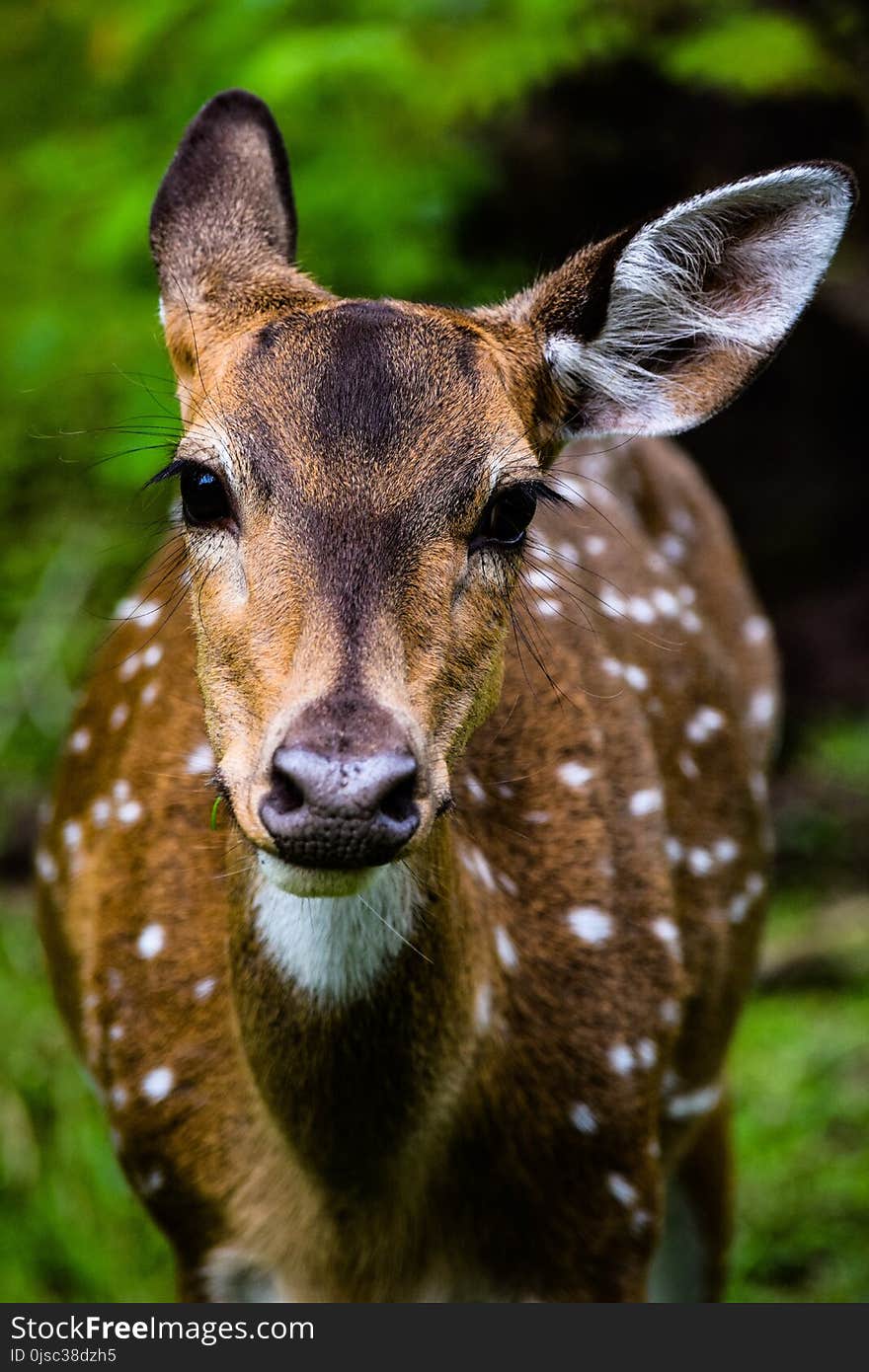 Wildlife, Deer, Fauna, Mammal