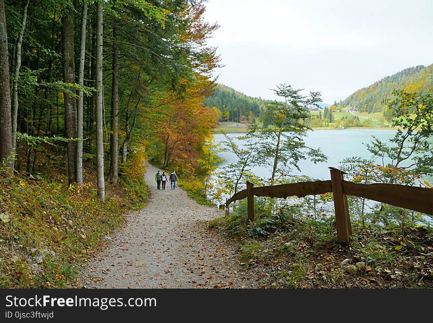 Nature, Leaf, Water, Nature Reserve