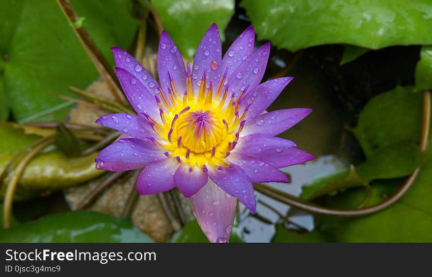 Flower, Flora, Plant, Aquatic Plant