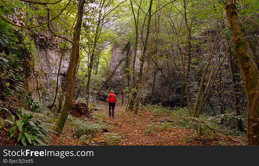 Woodland, Path, Ecosystem, Forest