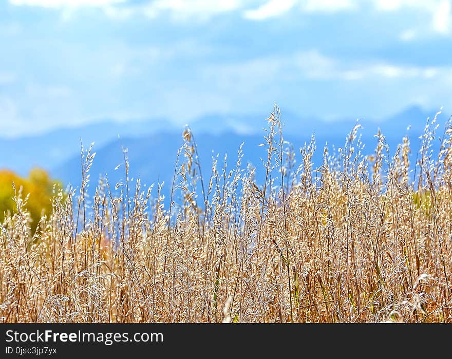 Ecosystem, Sky, Field, Crop