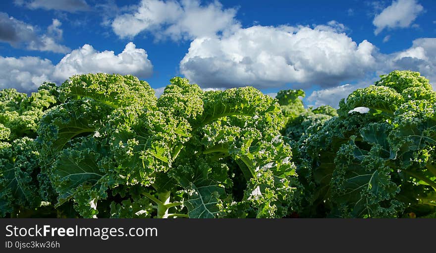 Vegetation, Agriculture, Sky, Leaf Vegetable