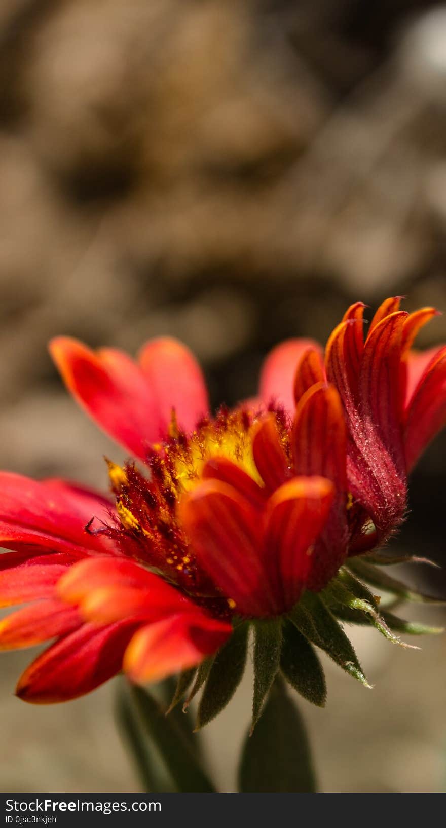 Flower, Flora, Close Up, Wildflower