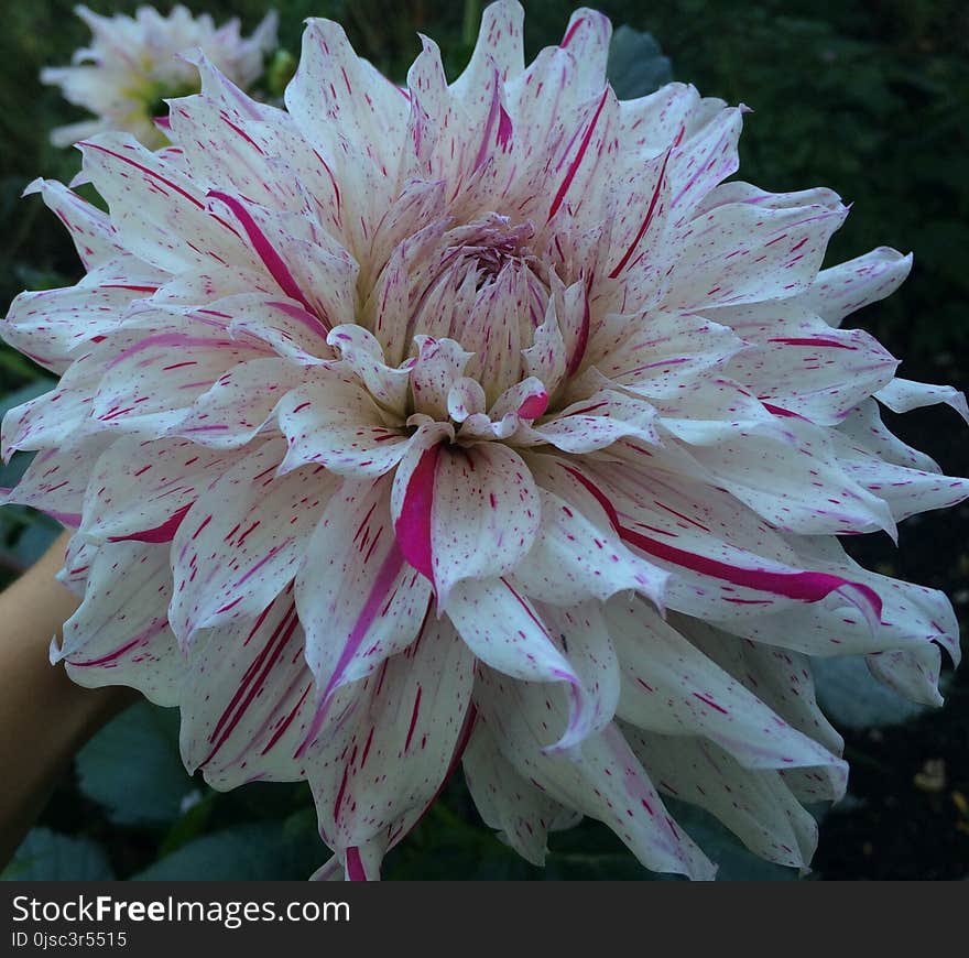 Flower, Plant, Flowering Plant, Dahlia