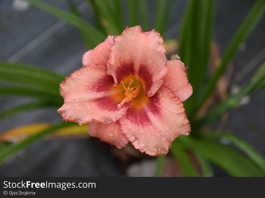 Pink, Daylily, Flora, Petal