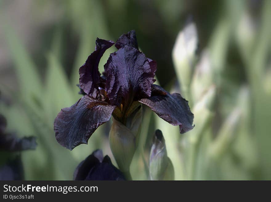 Flower, Plant, Purple, Flowering Plant