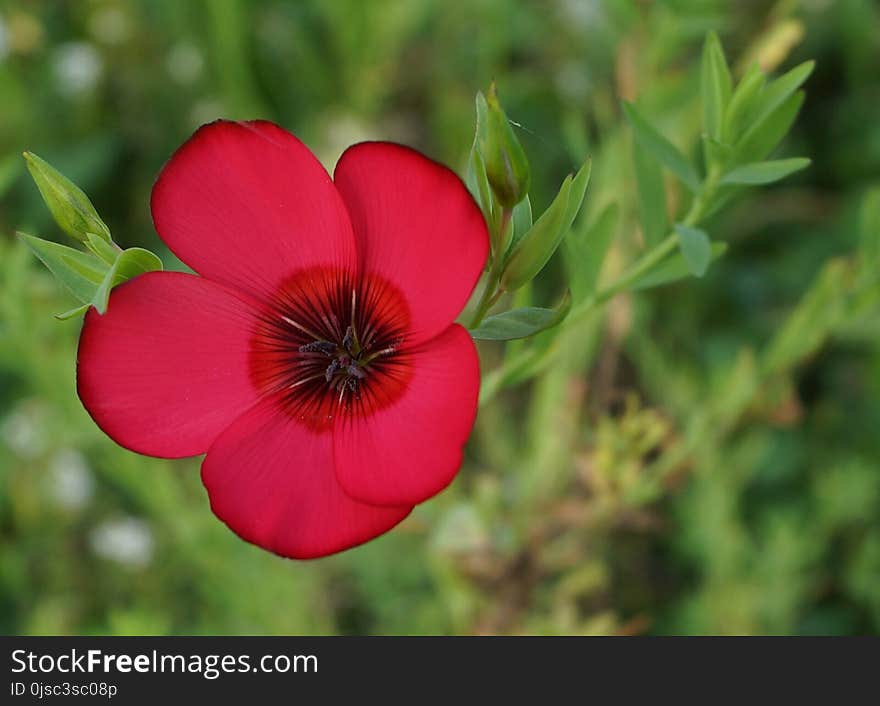 Flower, Flowering Plant, Plant, Flora