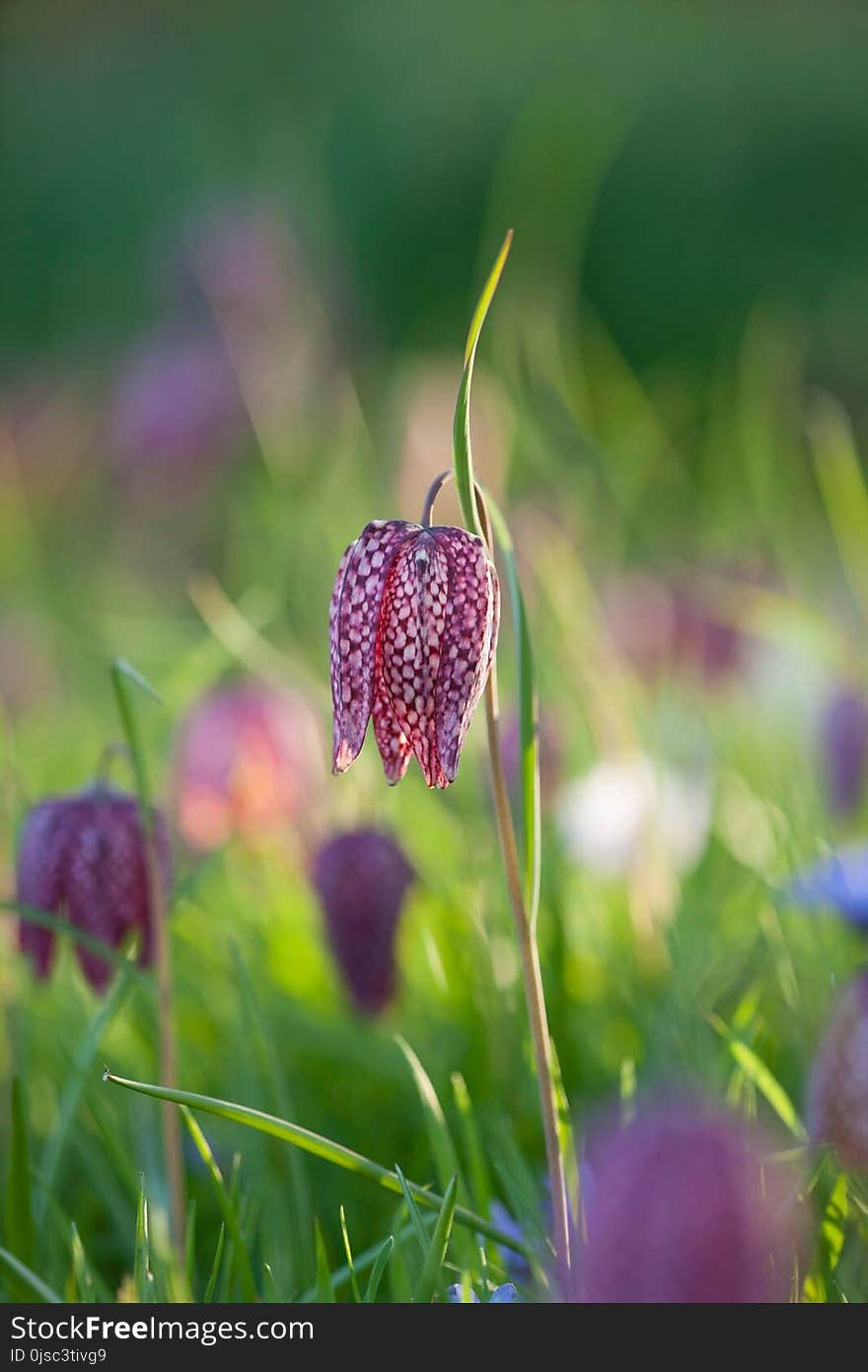 Flower, Snake's Head, Plant, Fritillaria