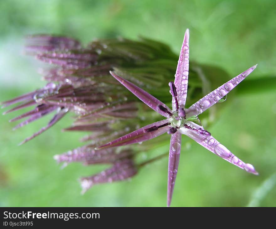 Flora, Plant, Purple, Flower