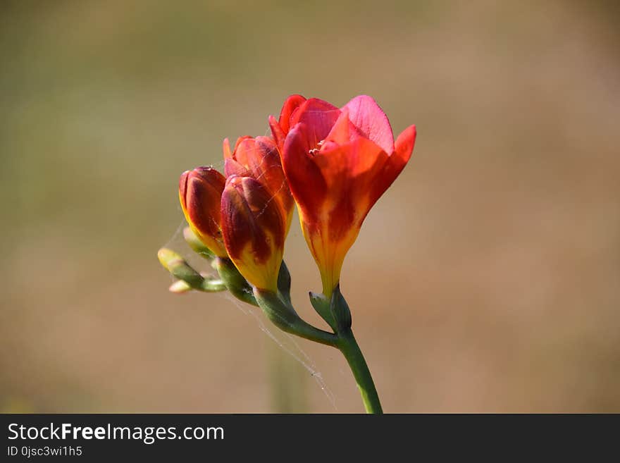 Flower, Wildflower, Plant, Flora