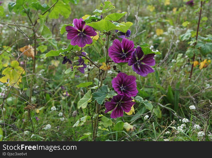 Flower, Plant, Flora, Flowering Plant