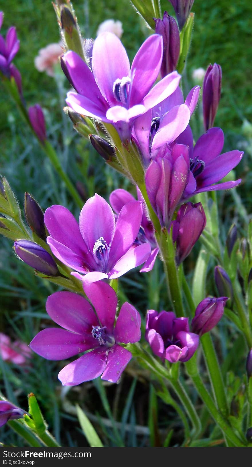 Plant, Flower, Flora, Purple