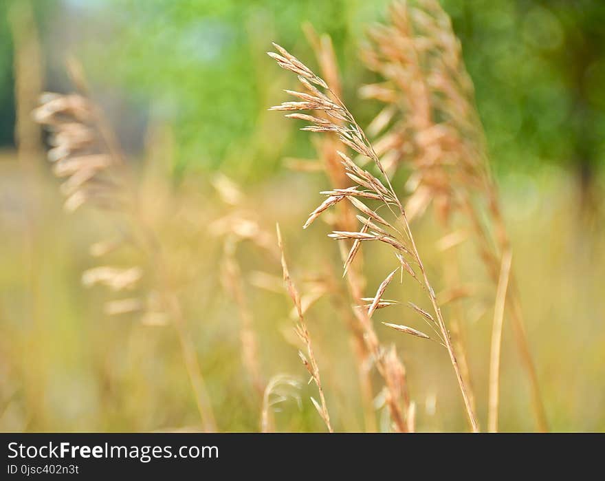 Grass, Grass Family, Close Up, Crop