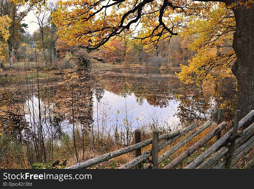 Reflection, Water, Nature, Leaf