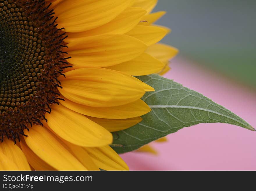 Flower, Sunflower, Yellow, Close Up