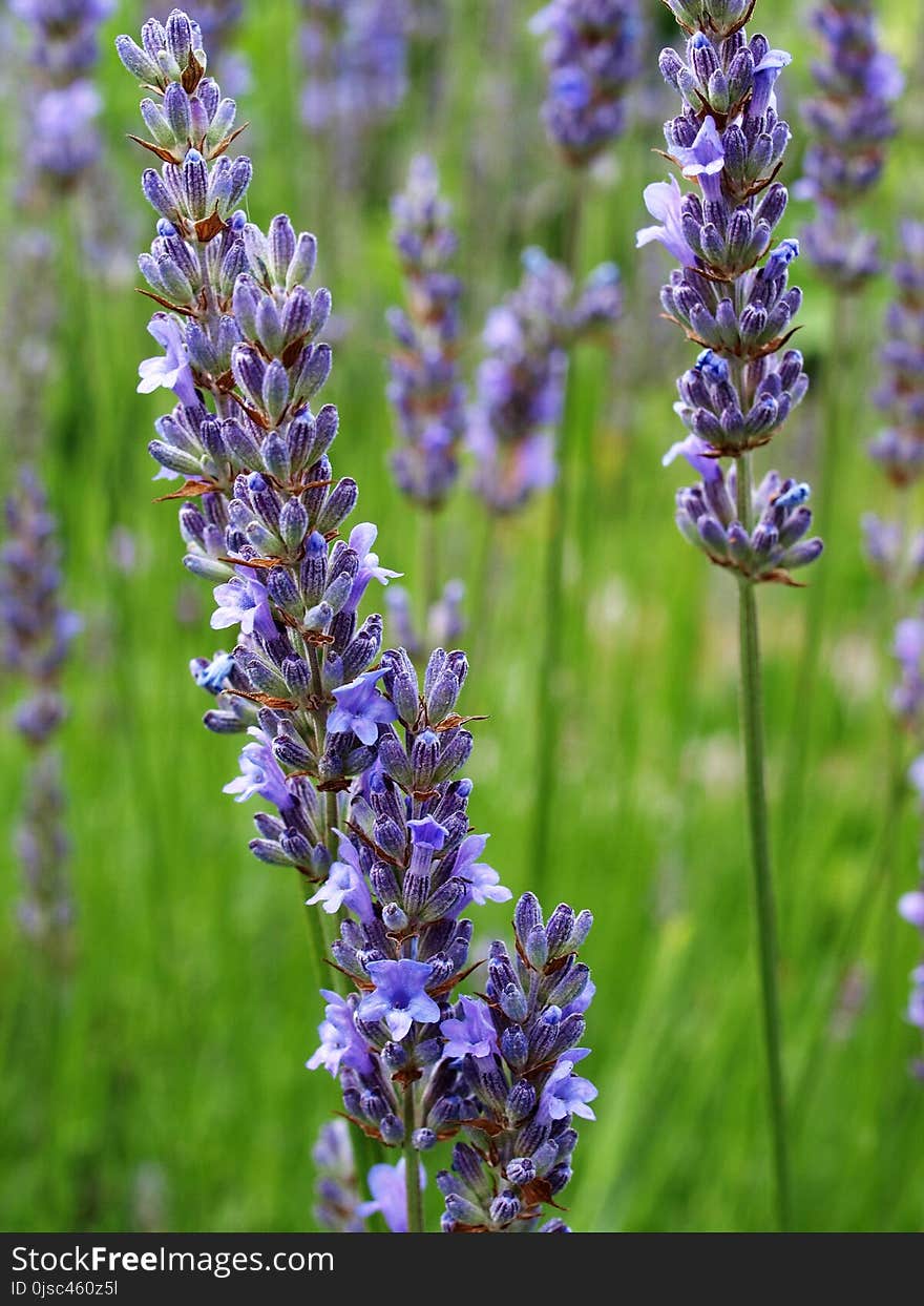 English Lavender, Plant, Lavender, Hyssopus