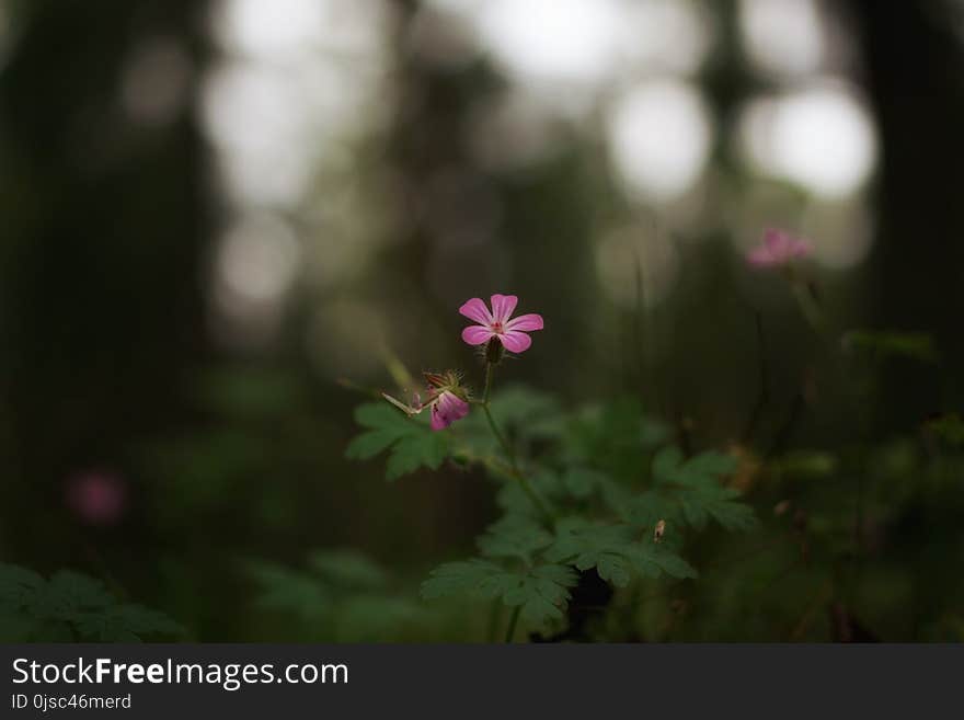 Flower, Flora, Nature, Plant