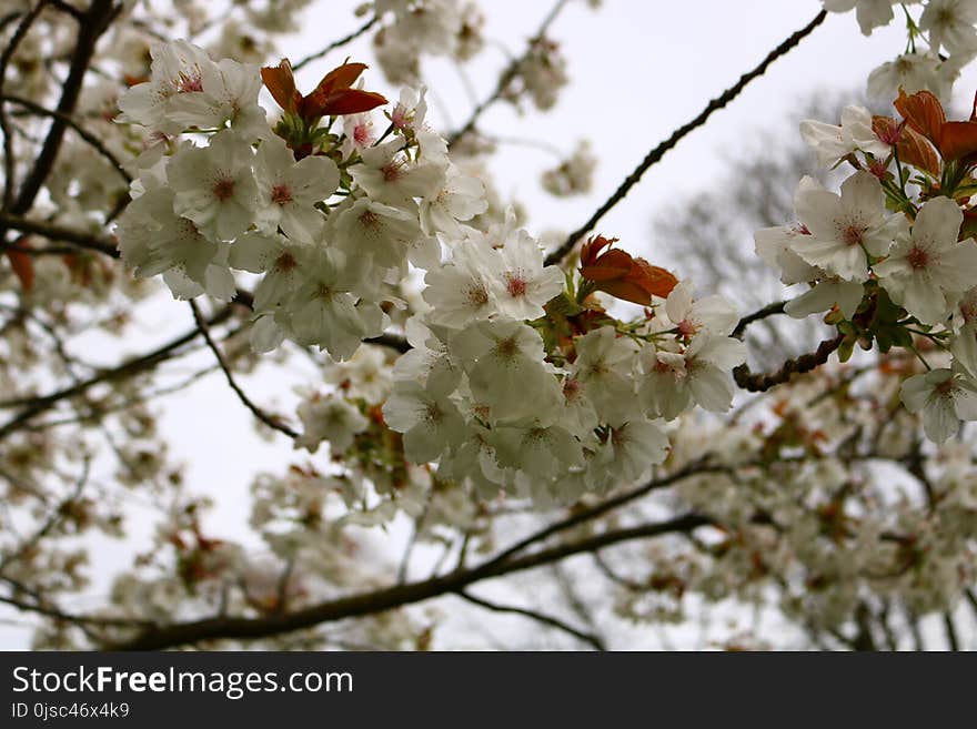 Blossom, Flower, Spring, Flora