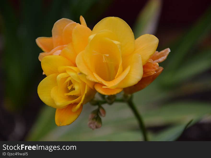 Flower, Yellow, Rose Family, Petal