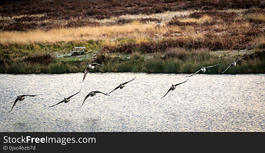 Fauna, Ecosystem, Bird, Wildlife