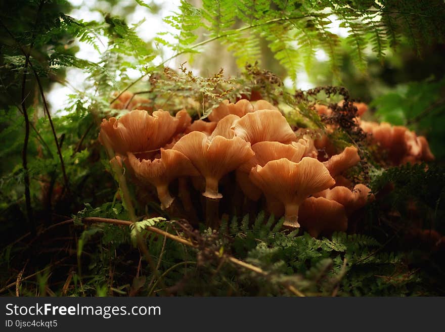 Fungus, Ecosystem, Vegetation, Mushroom