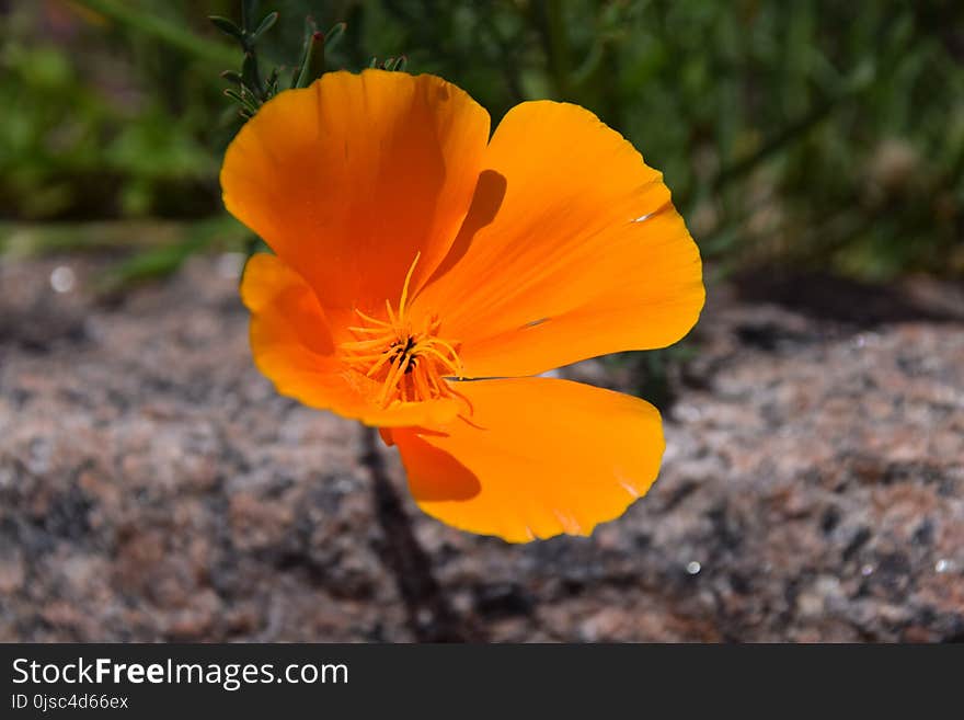 Flower, Eschscholzia Californica, Wildflower, Orange