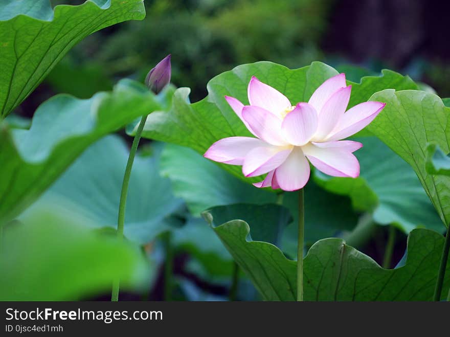 Flower, Plant, Sacred Lotus, Lotus