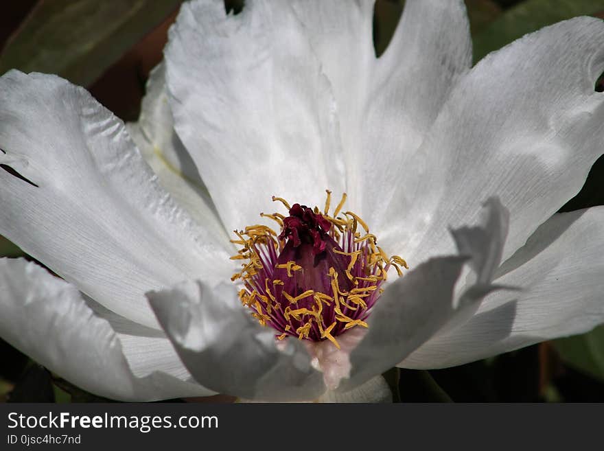 Flower, White, Flora, Plant