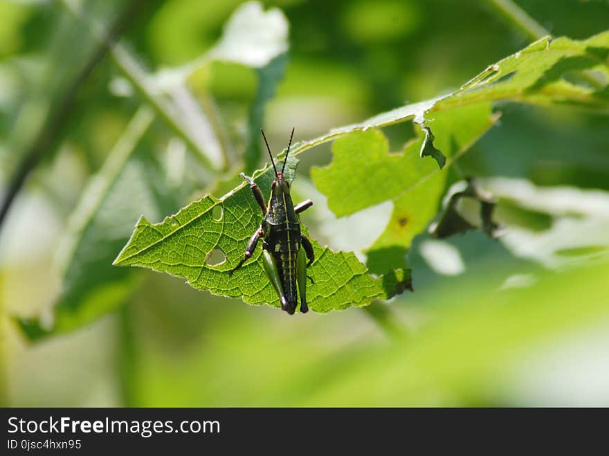 Insect, Leaf, Invertebrate, Moths And Butterflies