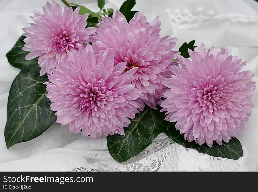 Flower, Pink, Flowering Plant, Plant