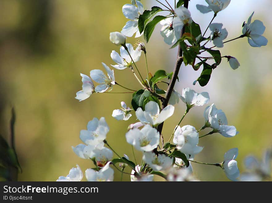 Blossom, Flower, Flora, Spring