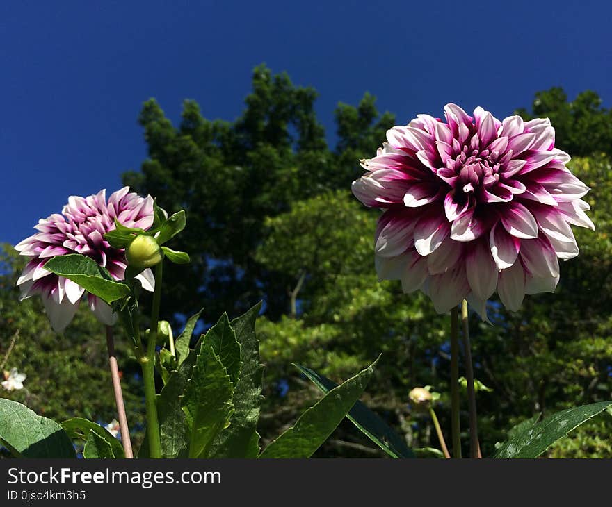 Flower, Plant, Sky, Flowering Plant