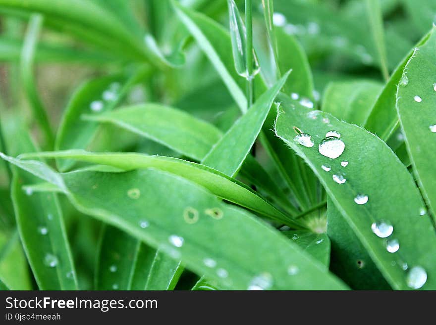 Water, Green, Dew, Leaf