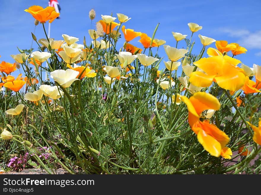 Flower, Plant, Wildflower, Eschscholzia Californica