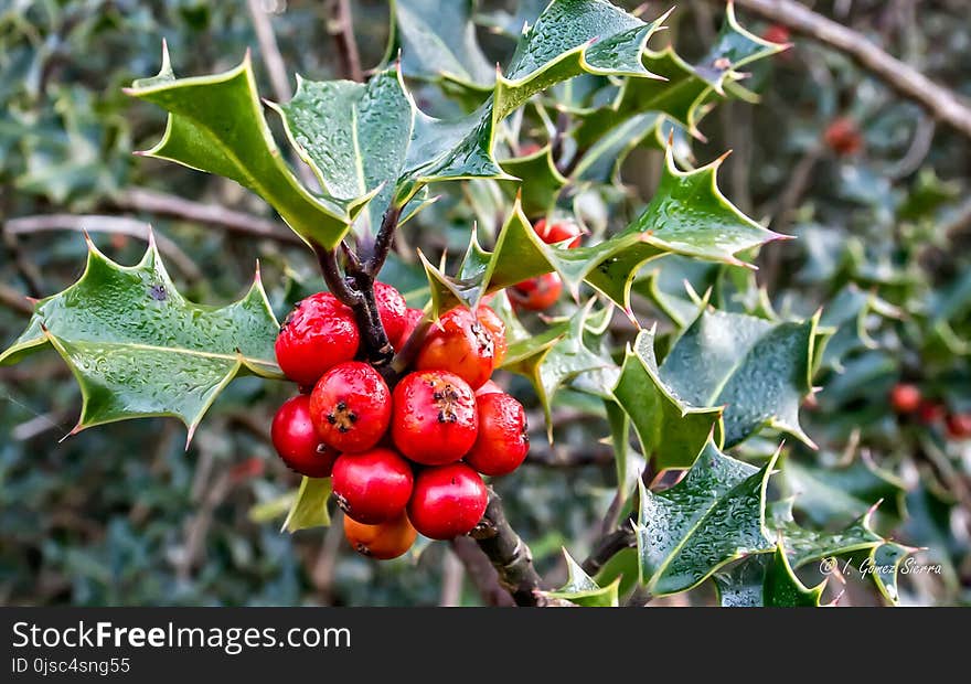 Aquifoliaceae, Holly, Aquifoliales, Flora