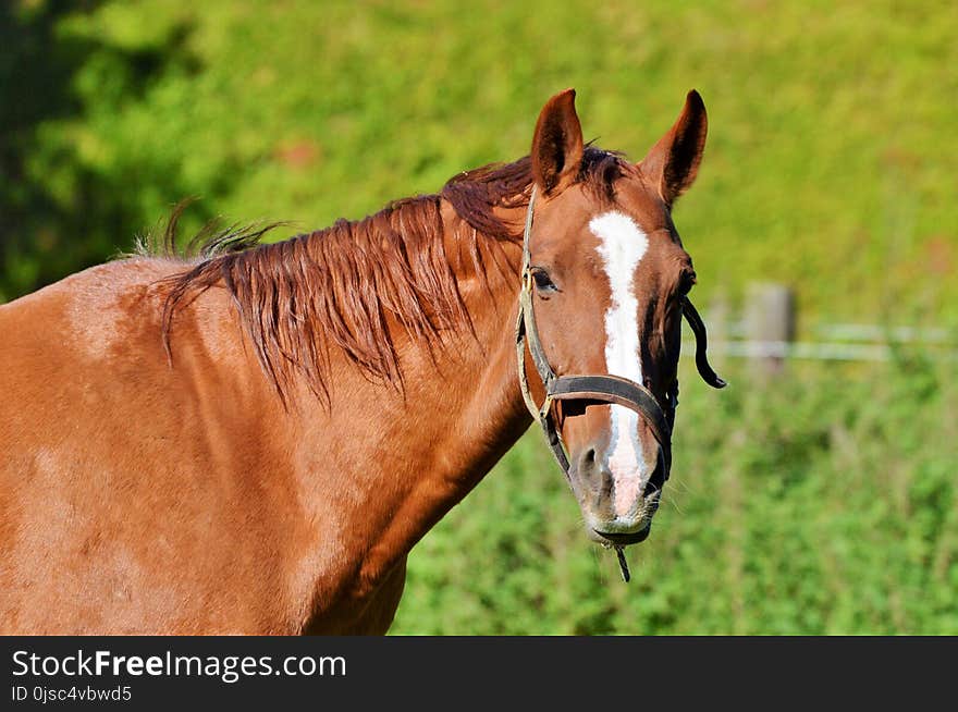 Horse, Bridle, Rein, Halter