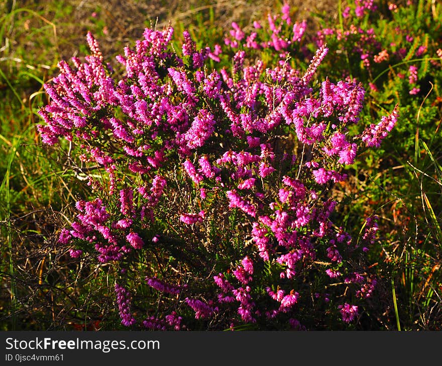 Plant, Flower, Flora, Purple