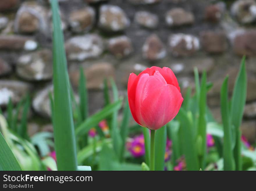 Flower, Plant, Tulip, Flowering Plant