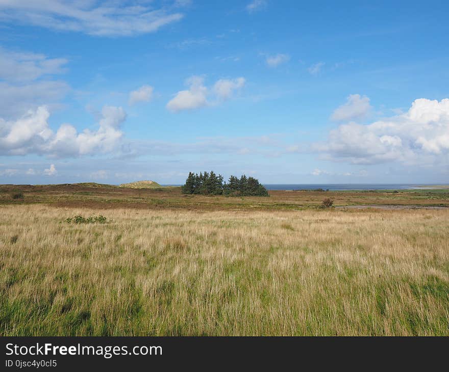 Grassland, Prairie, Ecosystem, Plain