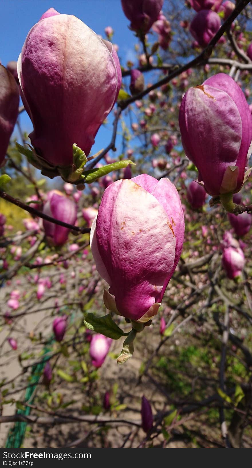 Plant, Spring, Flower, Flowering Plant