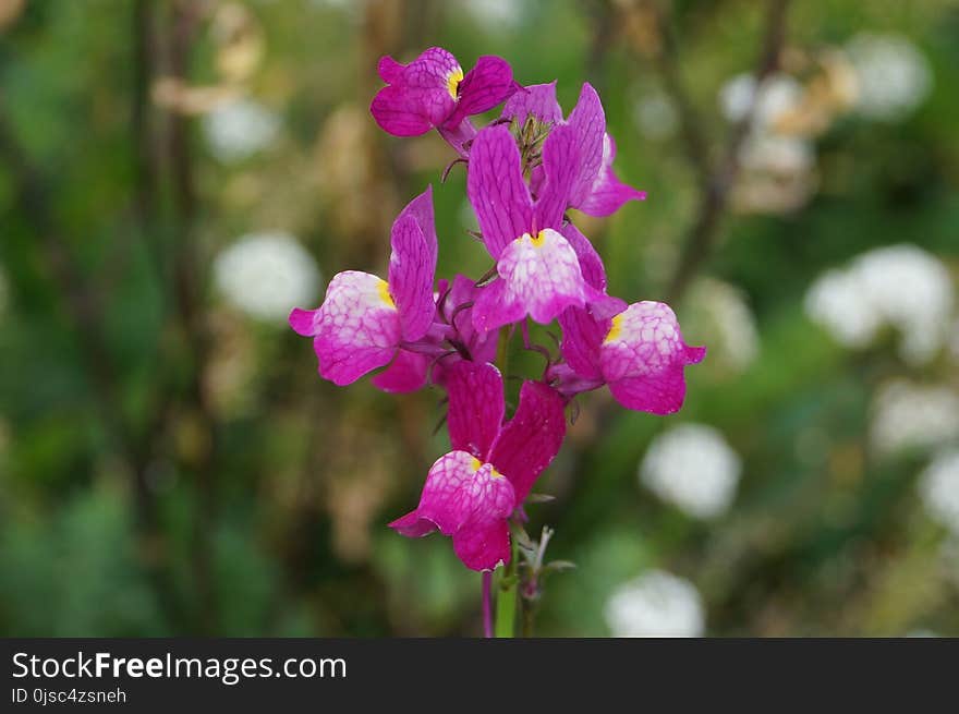 Flower, Flora, Plant, Pink