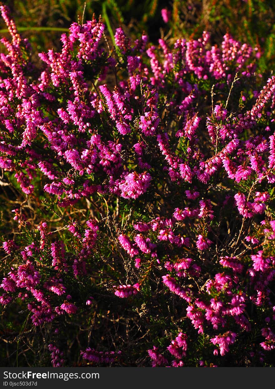 Plant, Flower, Flora, Flowering Plant