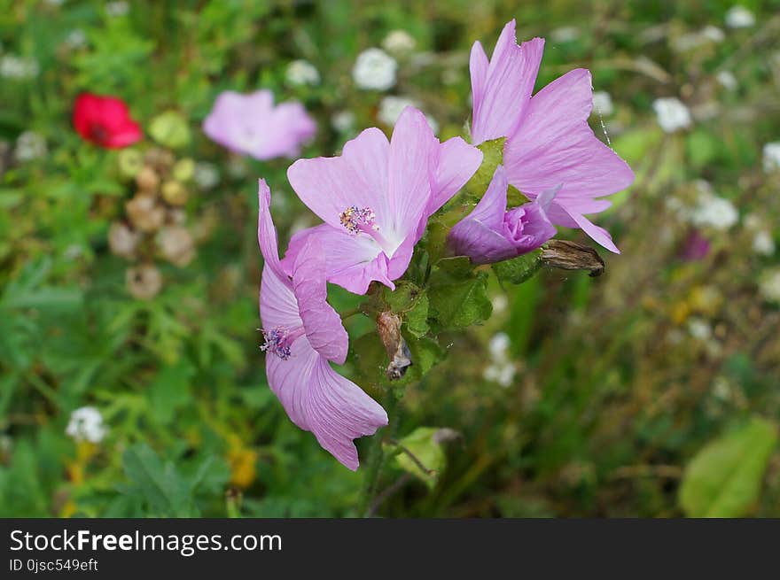 Flower, Plant, Flora, Flowering Plant